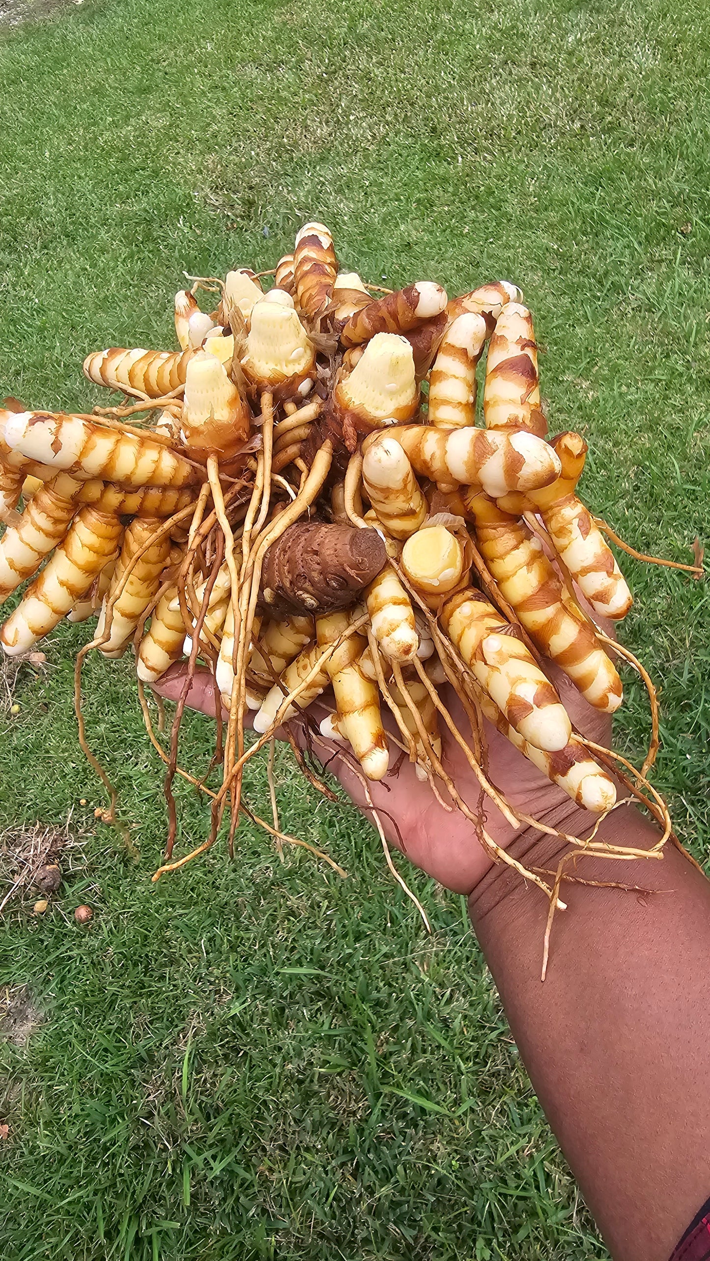 Herbal Face & Body Soap | Handmade with Turmeric and Ginger Grown on our Regenerative Farm with Local Honey Sage's Sea Moss Shea Butter