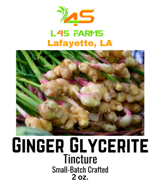Ginger Glycerite – Alcohol-Free Herbal Extract (2 oz)