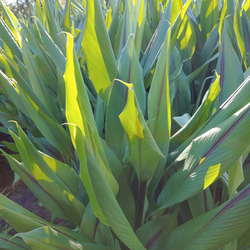 Picture of Black Turmeric leaves also known as Kali Haldi in India
