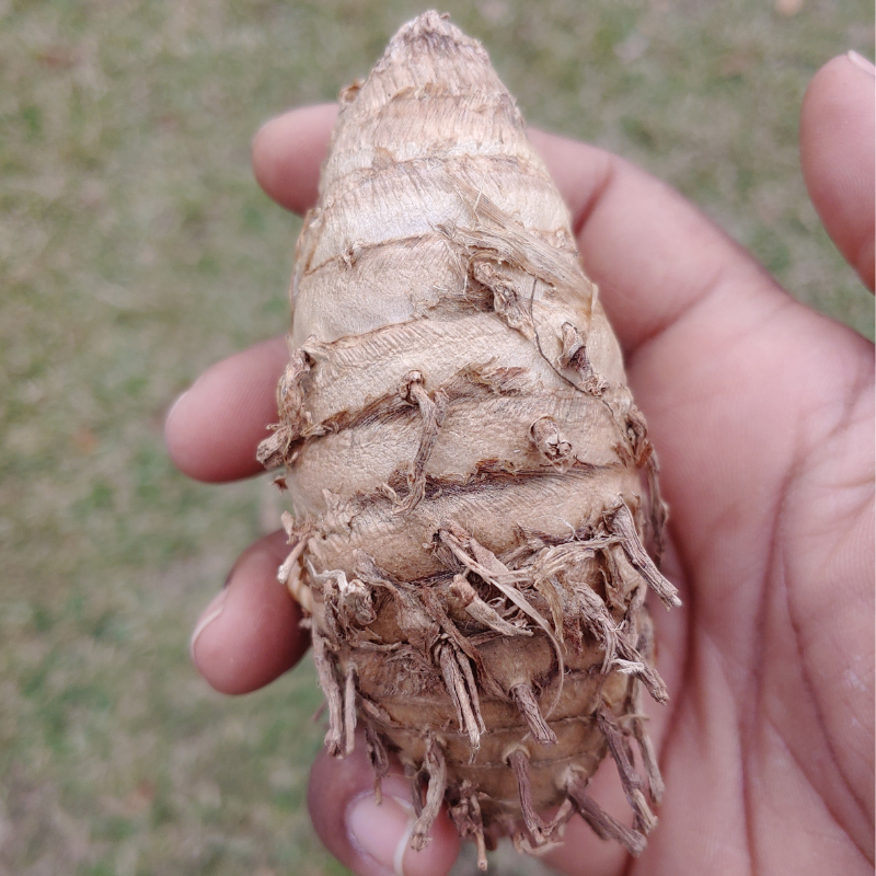 Kali Haldi Black Turmeric Mother Roots for Planting (5 count) - Curcuma Caesia Black Zedoary - Harvested from our Regenerative Farm