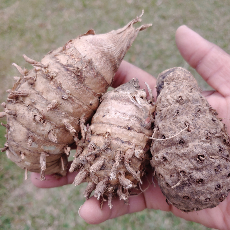 Kali Haldi Black Turmeric Mother Roots for Planting (5 count) - Curcuma Caesia Black Zedoary - Harvested from our Regenerative Farm