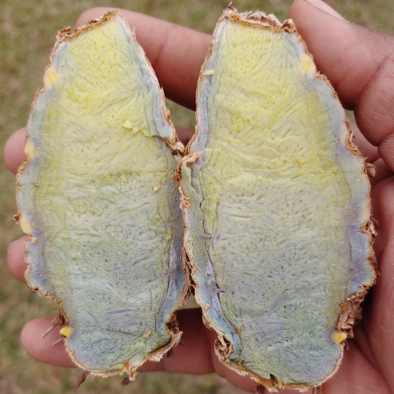 Kali Haldi Black Turmeric Mother Roots for Planting (5 count) - Curcuma Caesia Black Zedoary - Harvested from our Regenerative Farm