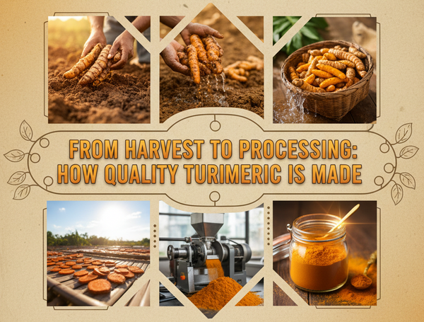 From Harvest to Processing: How Quality Turmeric Is Made