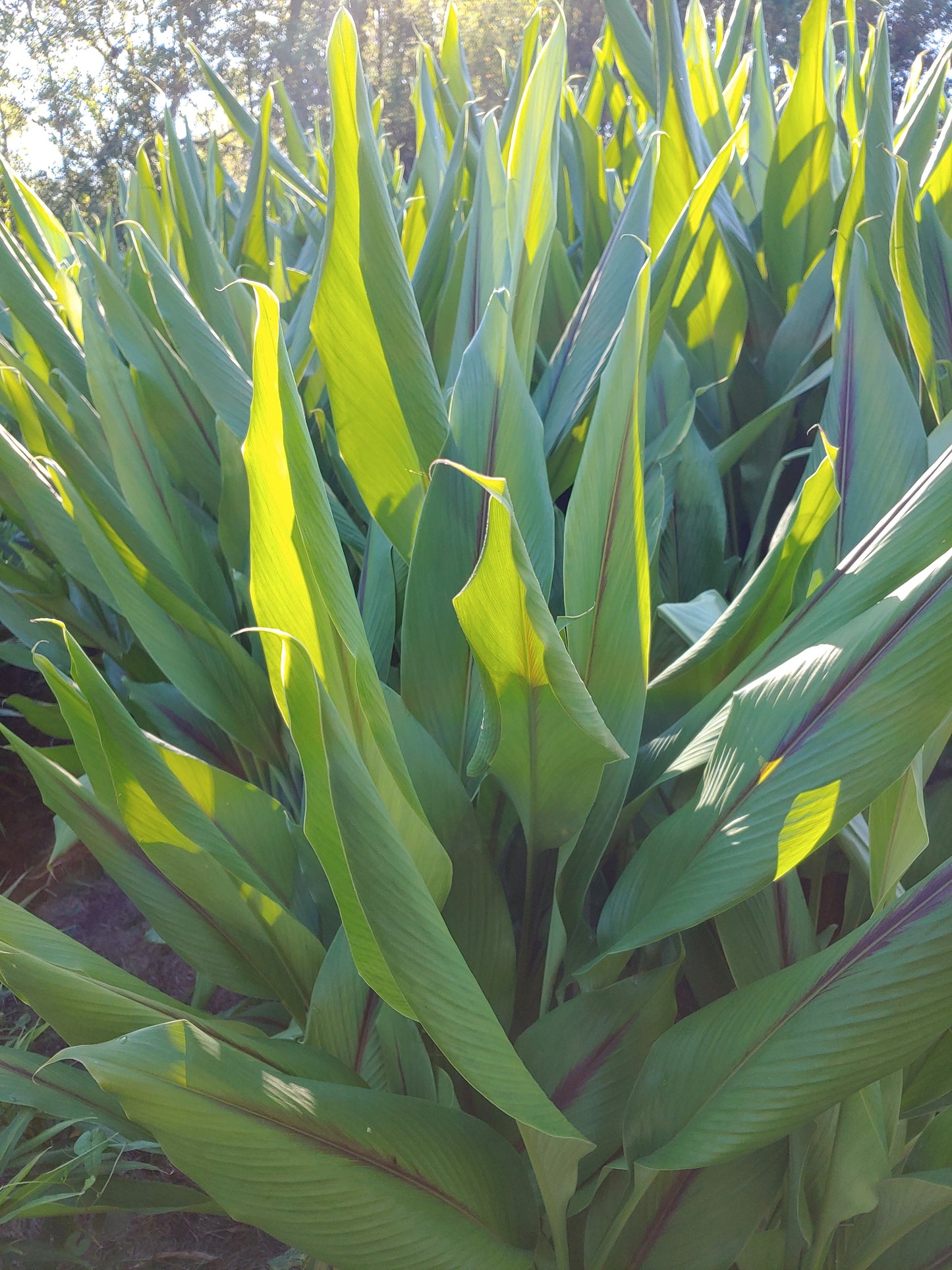 1/2 lb Fresh Black Turmeric Curcuma Caesia Kali Haldi Black Zedoary Harvest from our Small Regenerative Family Farm