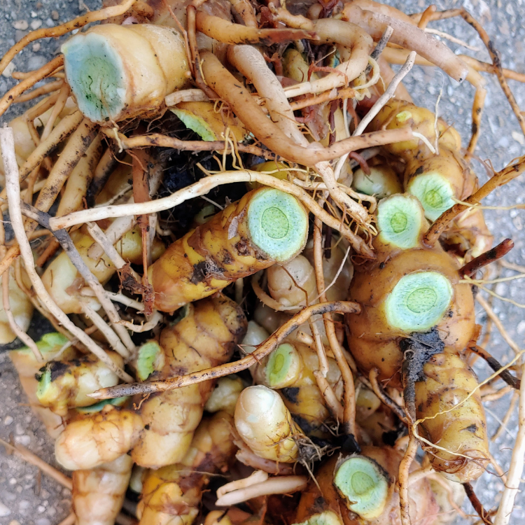 1/2 lb Fresh Black Turmeric Curcuma Caesia Kali Haldi Black Zedoary Harvest from our Small Regenerative Family Farm