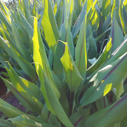 Picture of Black Turmeric leaves also known as Kali Haldi in India