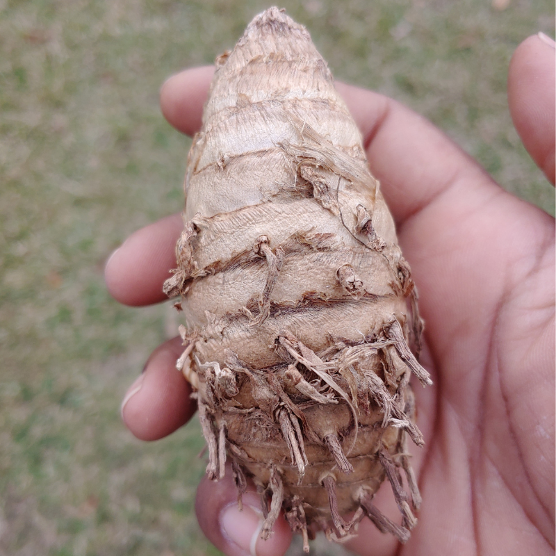 Kali Haldi Black Turmeric Mother Roots for Planting (5 count) - Curcuma Caesia Black Zedoary -  Harvested from our Regenerative Farm