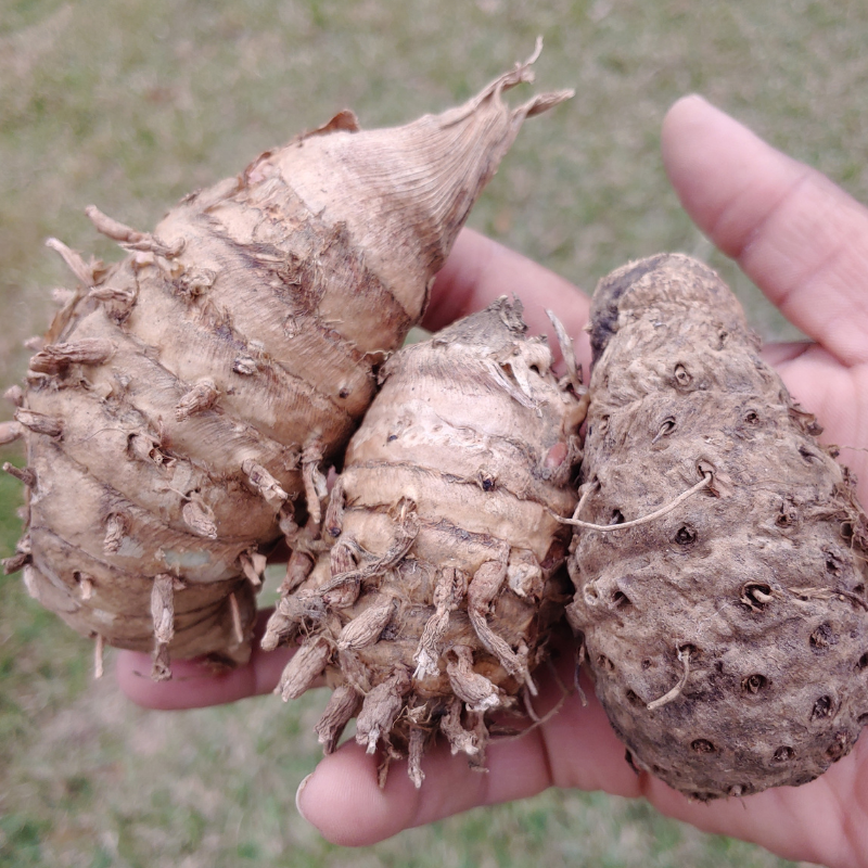 Kali Haldi Black Turmeric Mother Roots for Planting (5 count) - Curcuma Caesia Black Zedoary -  Harvested from our Regenerative Farm