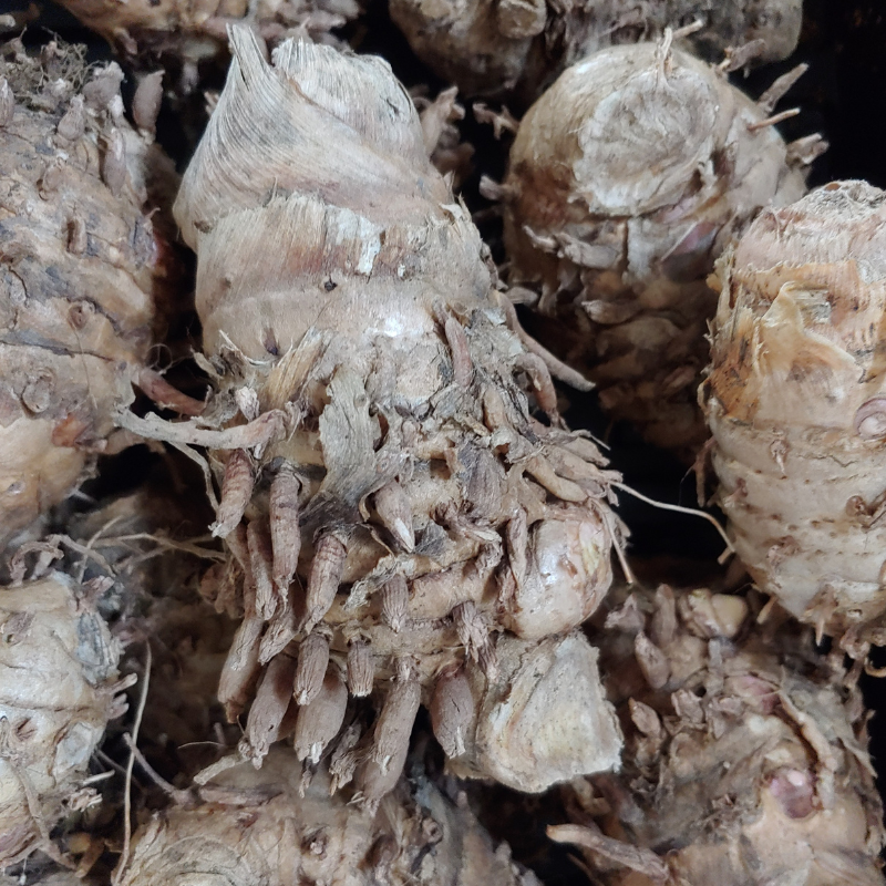 Kali Haldi Black Turmeric Mother Roots for Planting (5 count) - Curcuma Caesia Black Zedoary -  Harvested from our Regenerative Farm